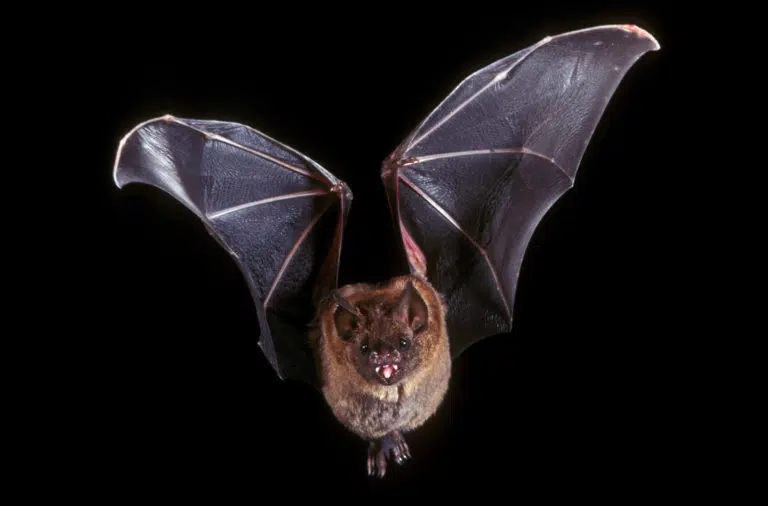 Images & Brands - Bat in flight - Meatloaf clue